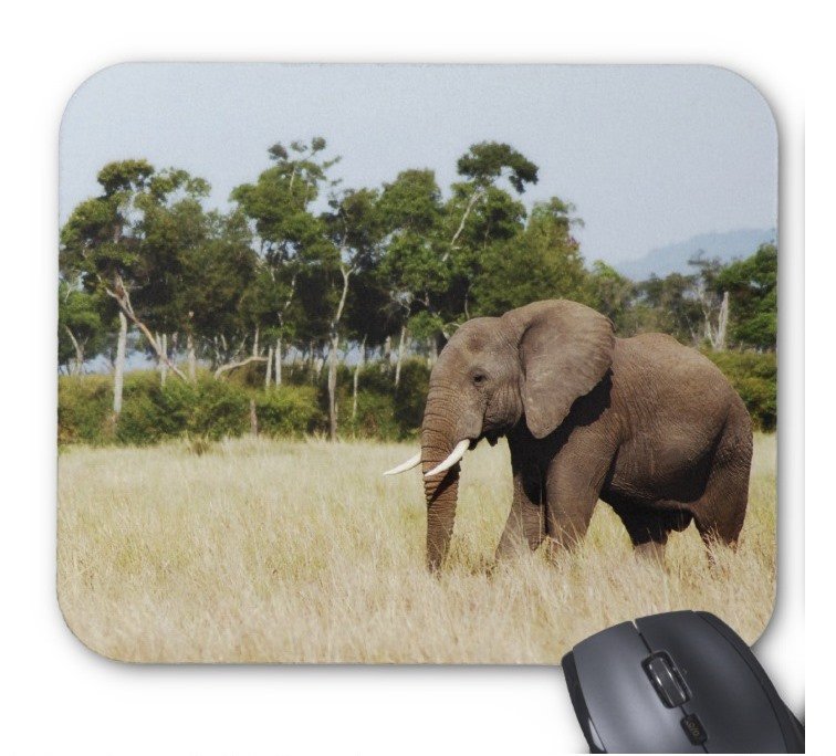 Fantaboy African Elephant Bull Mouse Pad